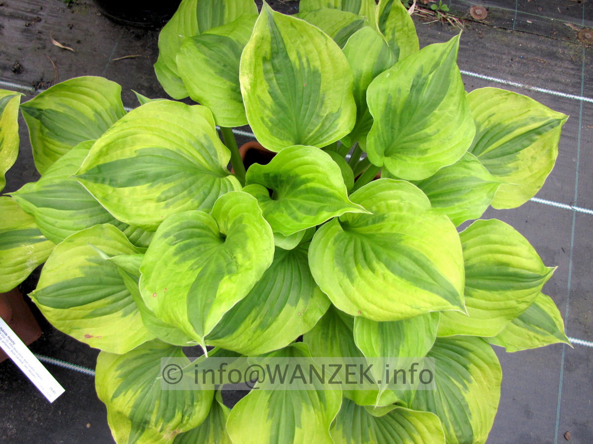 Hosta Hybride Honshy 02.JPG